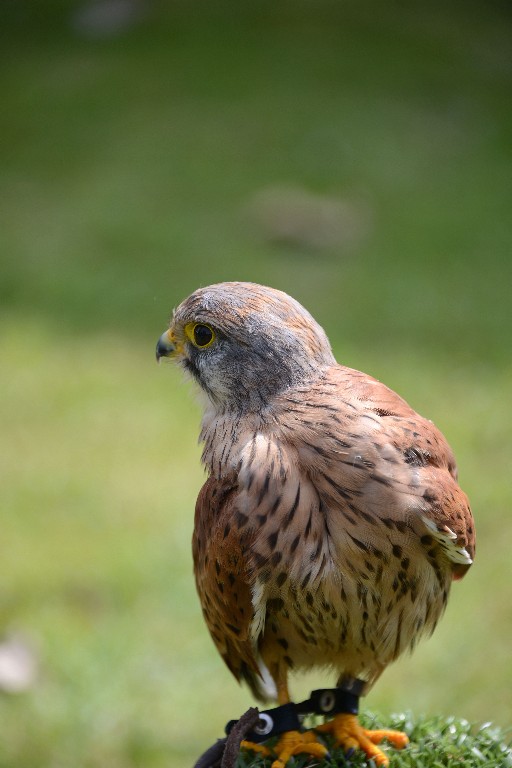 ../Images/Zaterdag Castlefest 2015 011.jpg